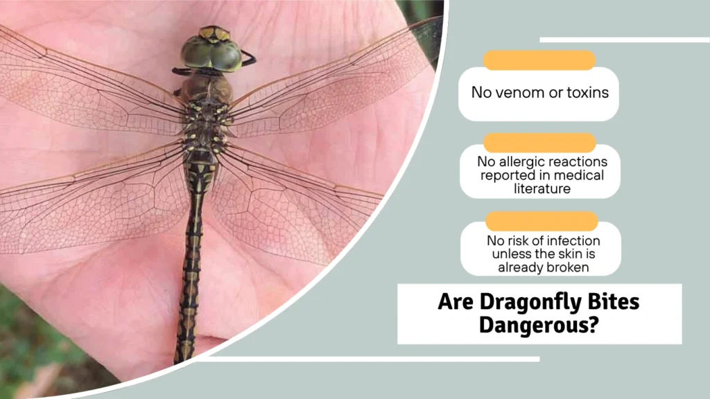 Are Dragonfly Bites Dangerous