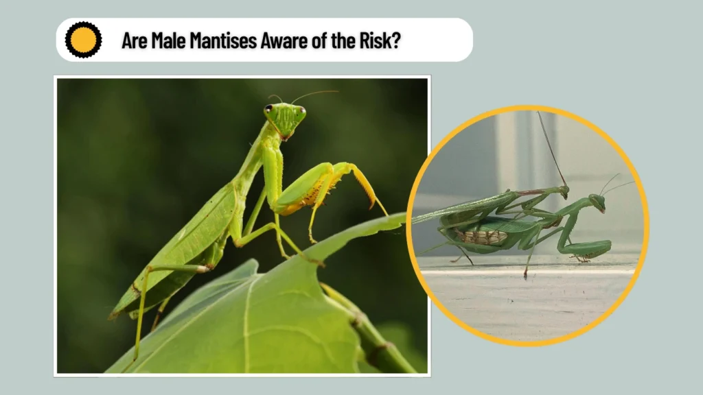 Are Male Mantises Aware of the Risk
