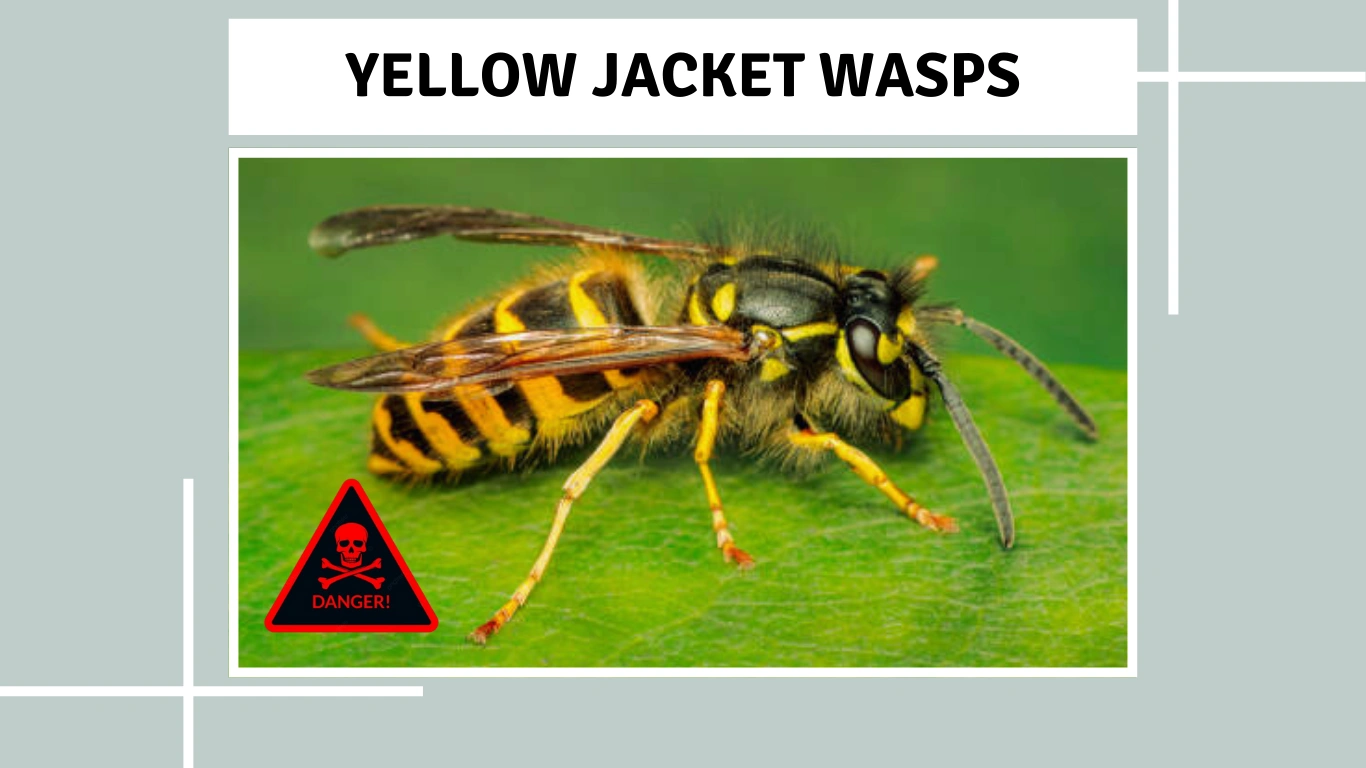 Are Yellow Jacket Wasps Dangerous Aggression, Stings, and Risks