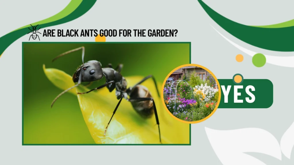 Are black ants good for the garden