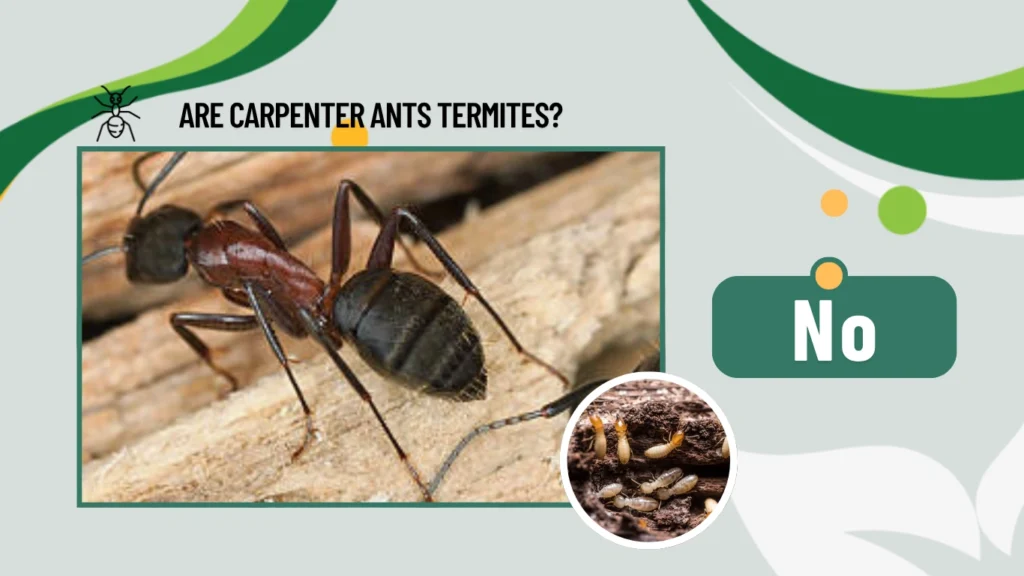  Are carpenter ants termites