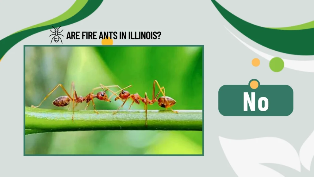 Are fire ants in Illinois