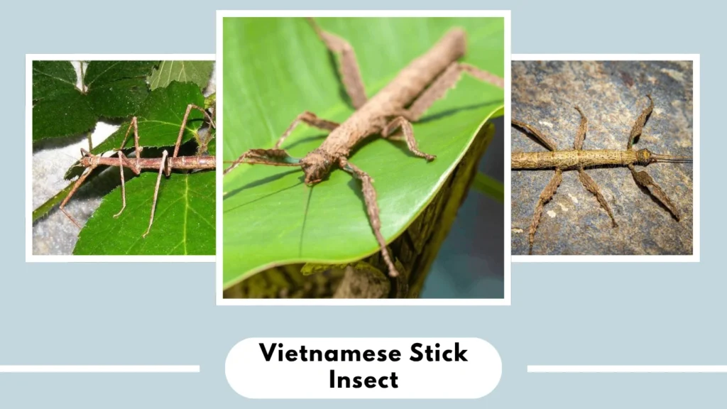 Baculum extradentatum