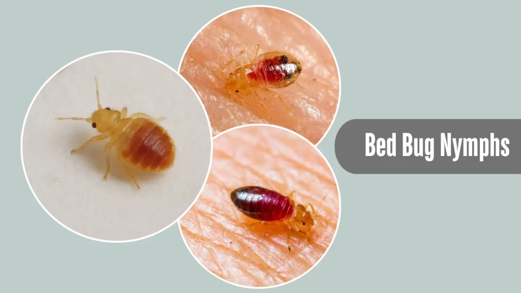 Bed Bug Nymphs