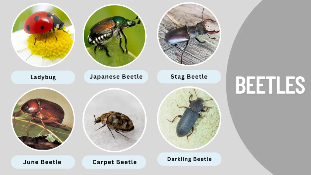 Beetles