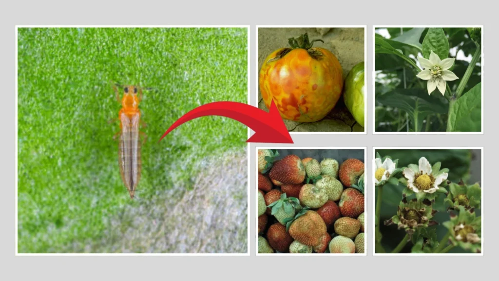 Western flower thrips Behavior and Feeding Habits