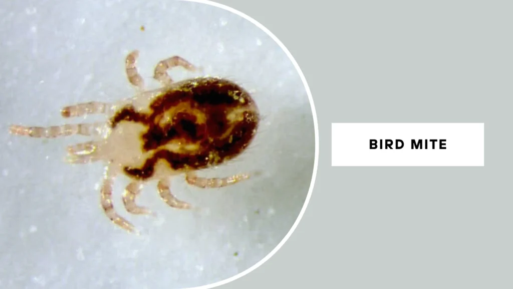 Bird Mite (Ornithonyssus sylviarum)