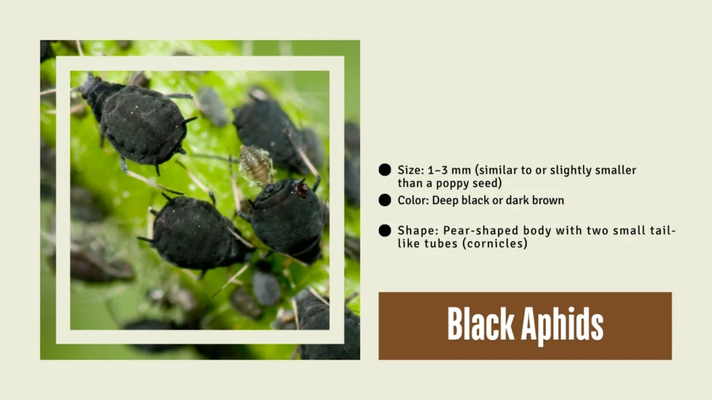 Black Aphids