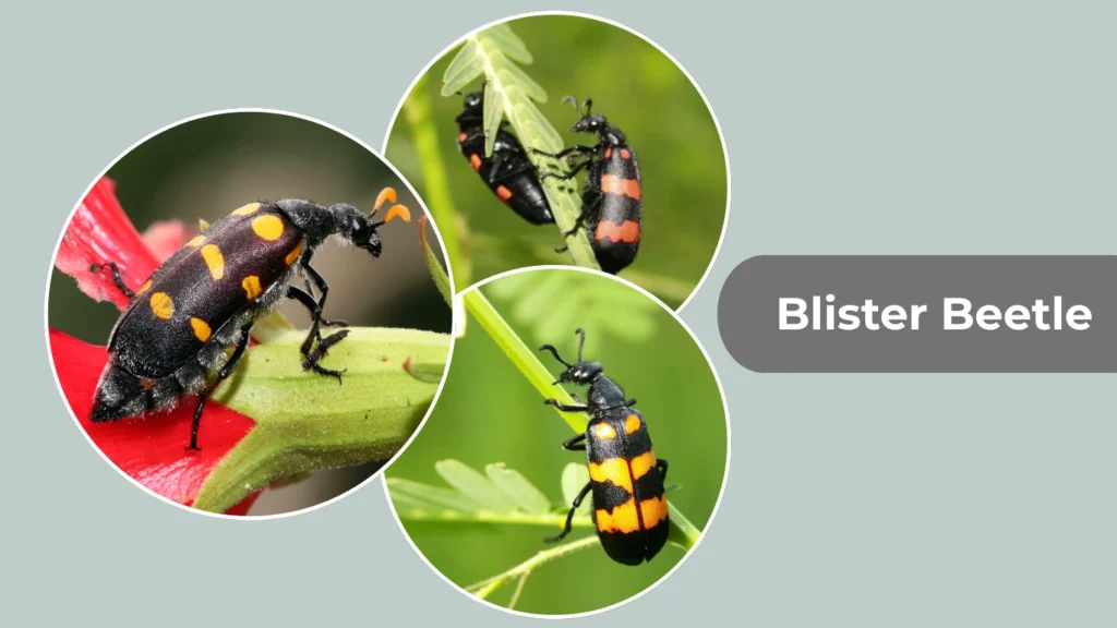 Blister Beetle