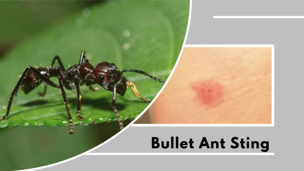 20 Insects That Bite and Sting: Identify the Diferences