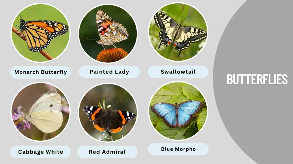 Butterflies