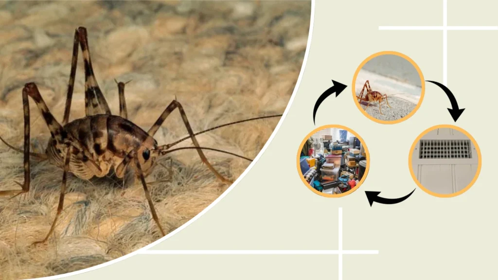 Camel Crickets in House and Basement