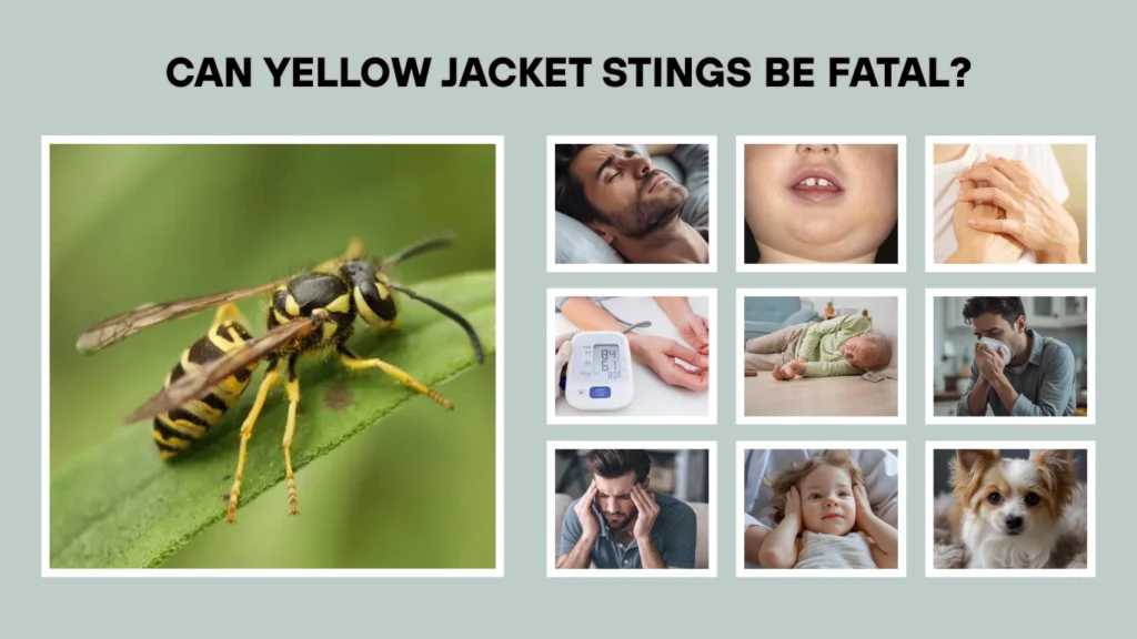 Can Yellow Jacket Stings Be Fatal