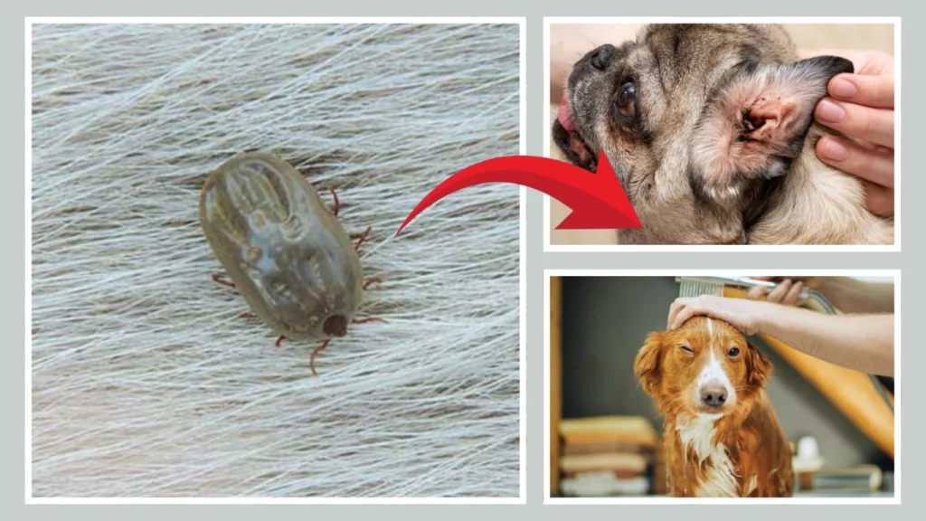 Can mites live on dogs