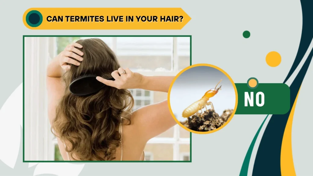 Can termites live in your hair