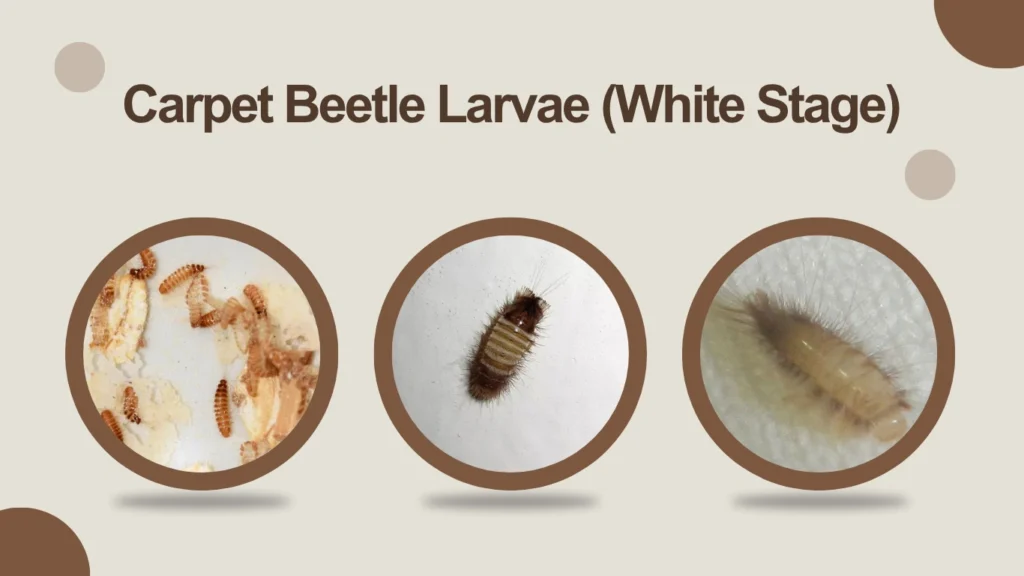Carpet Beetle Larvae (White Stage)