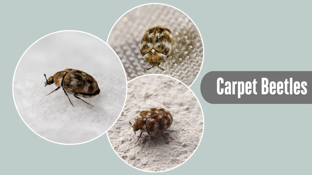 Carpet Beetles