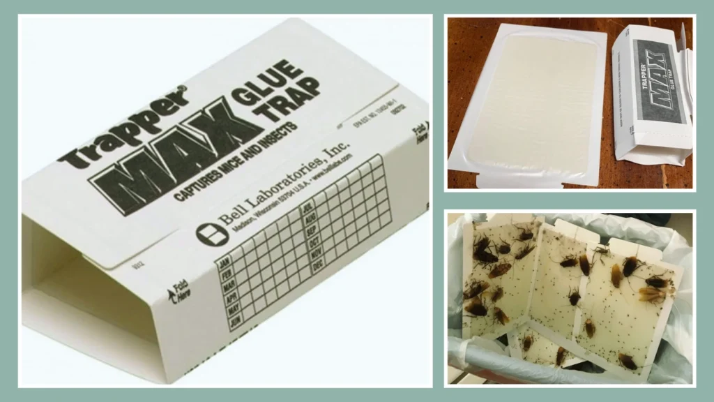 Catchmaster Adhesive Outdoor Crawling Greenhouse Trap