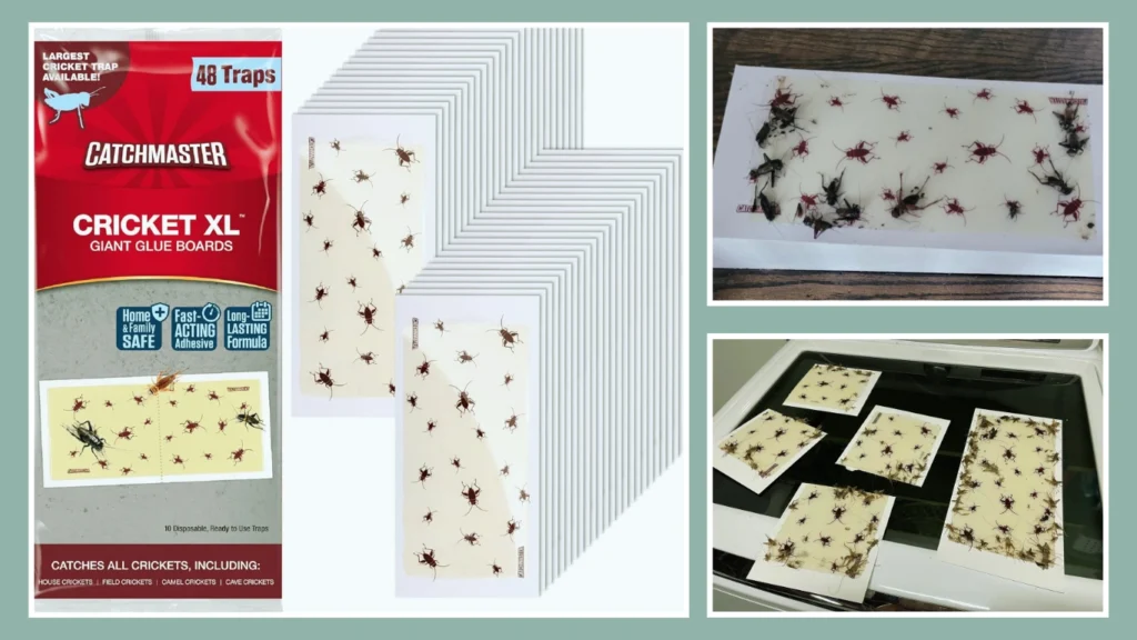 Catchmaster Max-Catch Greenhouse Adhesive Trap