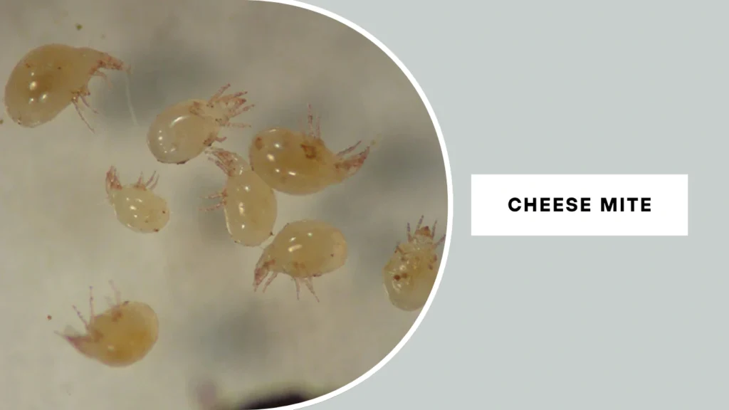 Cheese Mite (Tyrophagus casei)