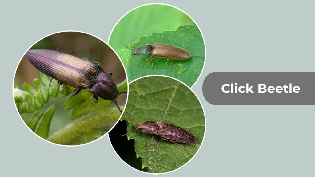  Click Beetle