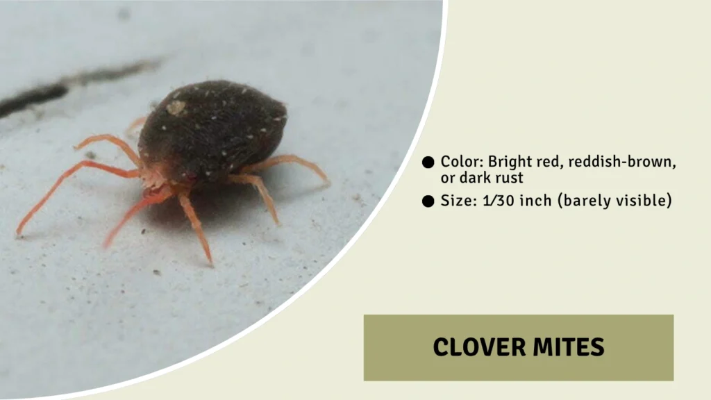 Clover Mites