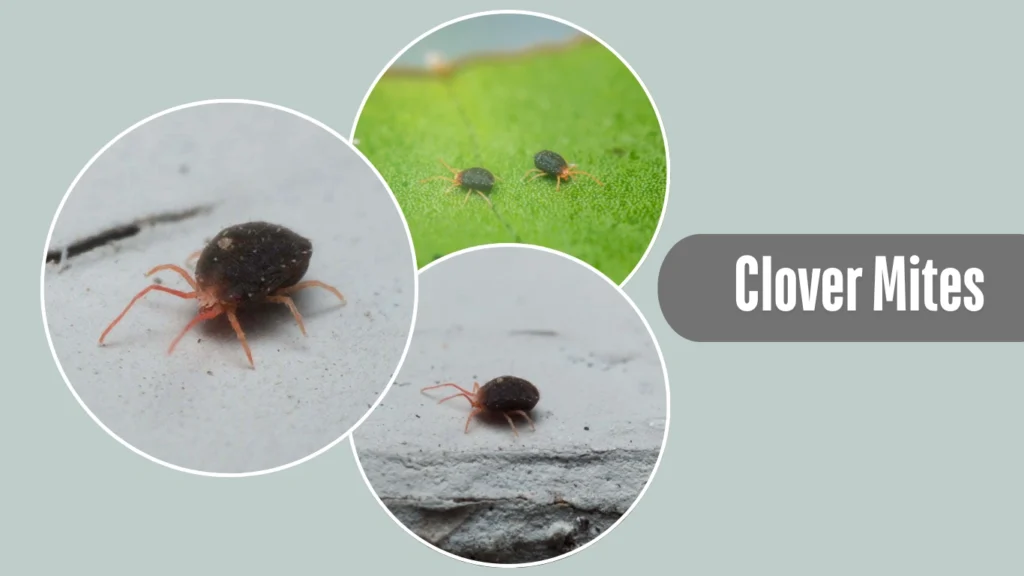 Clover Mites