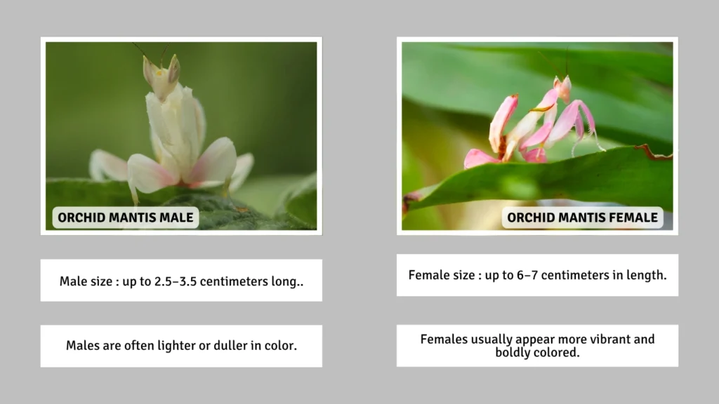 Male vs Female Orchid Mantis Color and Wing Differences