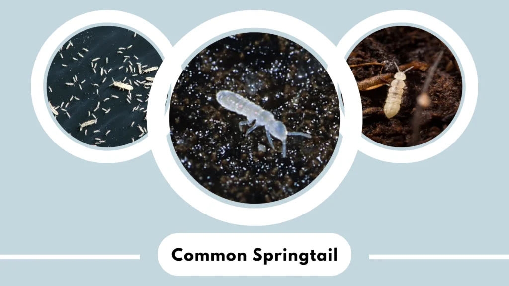 Common Springtail (Folsomia candida)