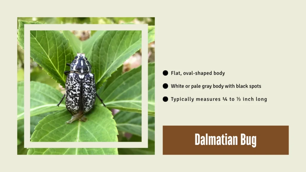 Dalmatian Bug