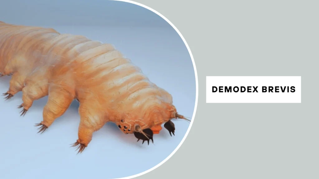 Demodex Mite (Demodex brevis)