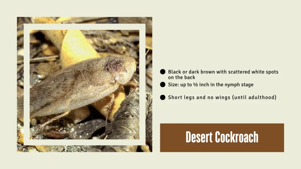 Desert Cockroach