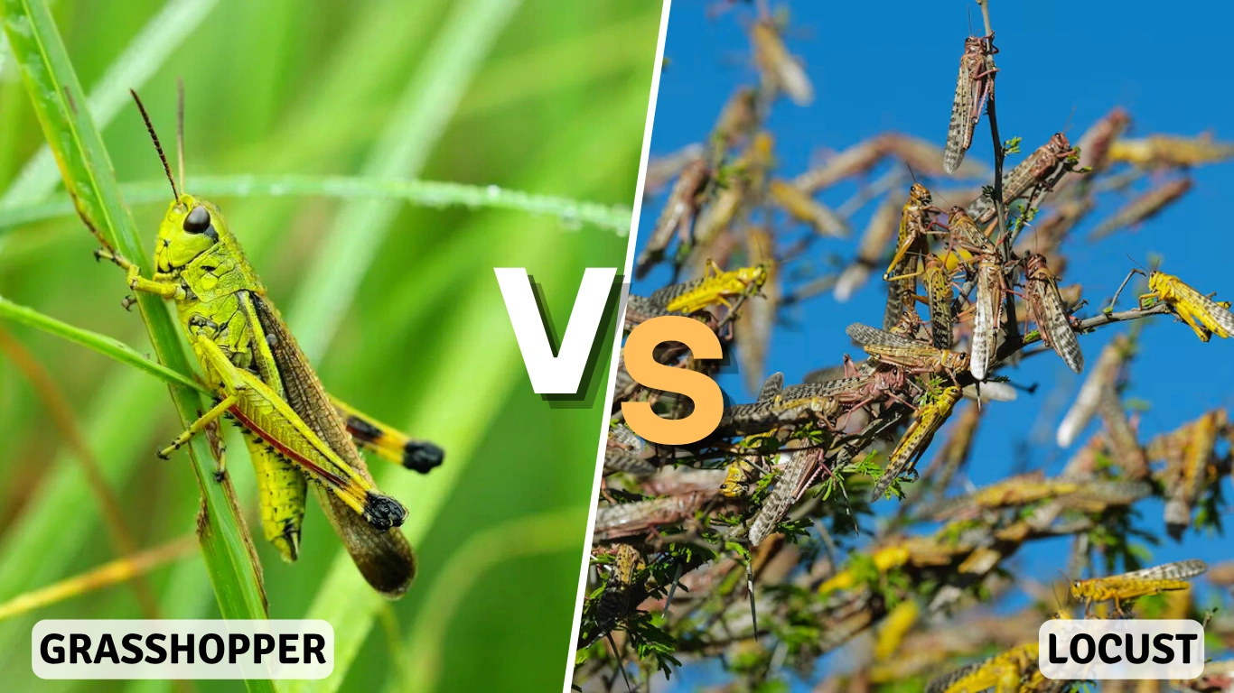 Difference Between Locust and Grasshopper Identification