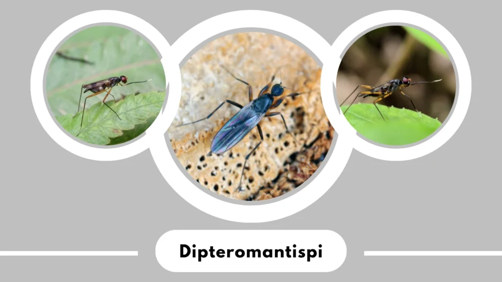 Dipteromantispi
