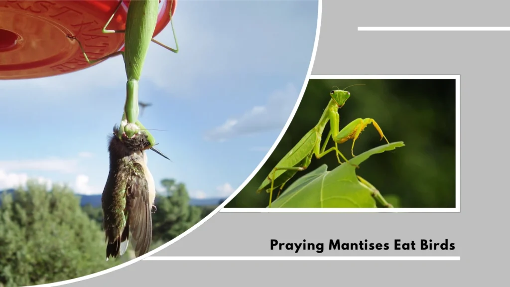 Do Praying Mantises Eat Birds