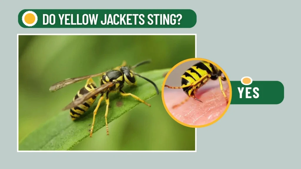 Do Yellow Jackets Sting
