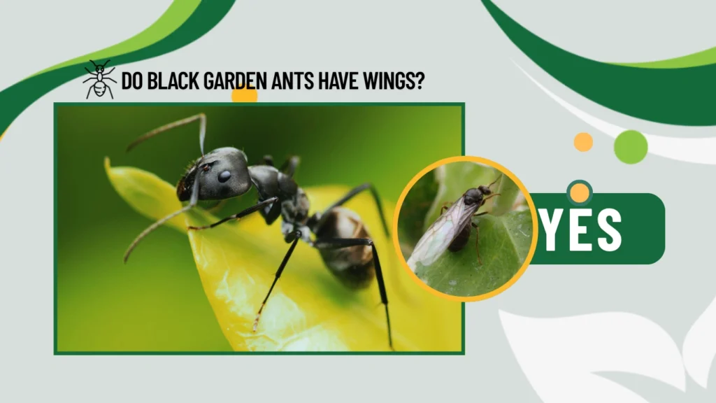 Do black garden ants have wings