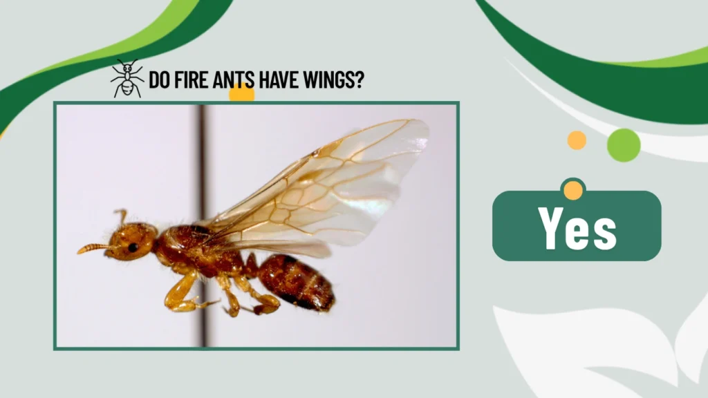 Do fire ants have wings