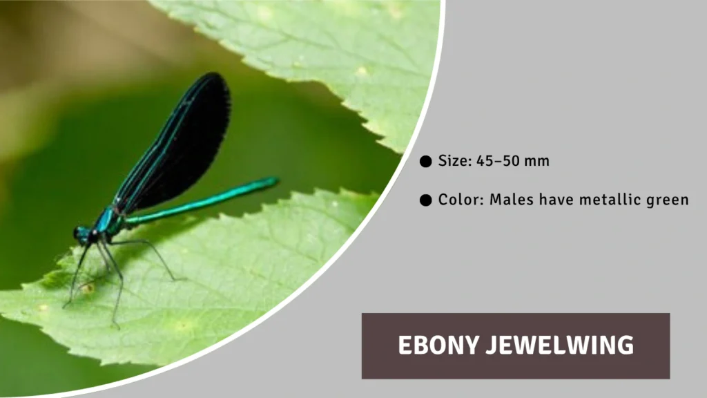 Ebony Jewelwing