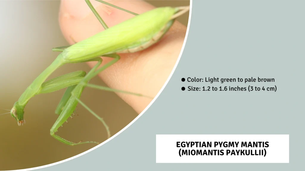 Egyptian Pygmy Mantis (Miomantis paykullii)