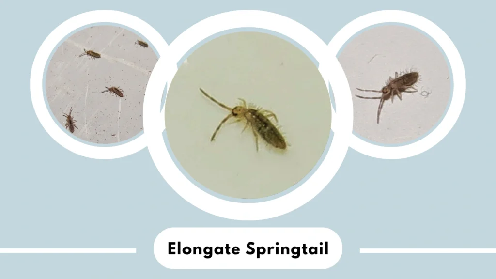 Elongate Springtail (Entomobrya nivalis)