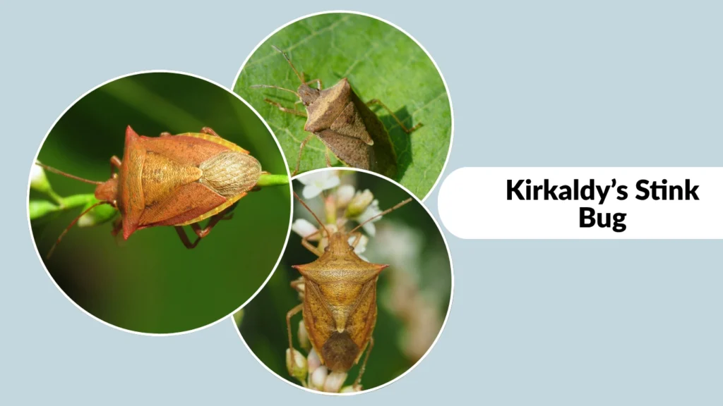 Euschistus ictericus