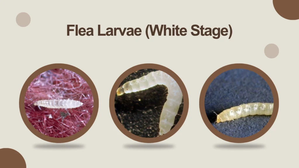 Flea Larvae (White Stage)