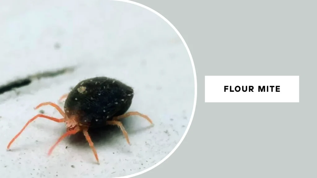 Flour Mite (Acarus siro)