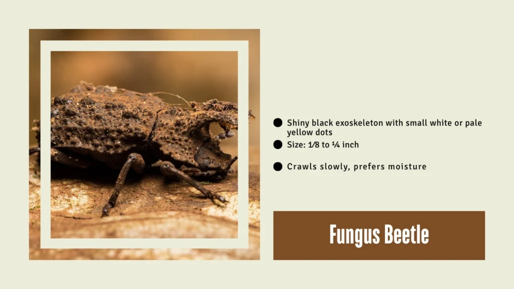 Fungus Beetle