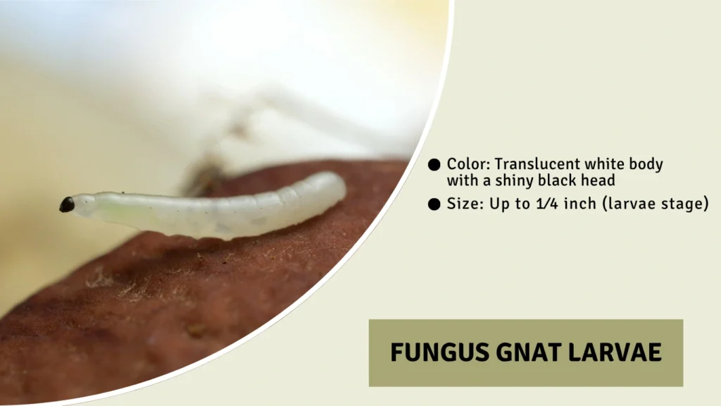 Fungus Gnat Larvae