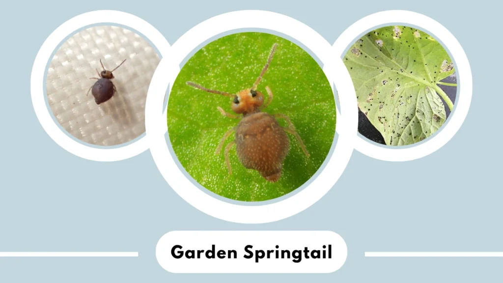 Garden Springtail (Bourletiella hortensis)