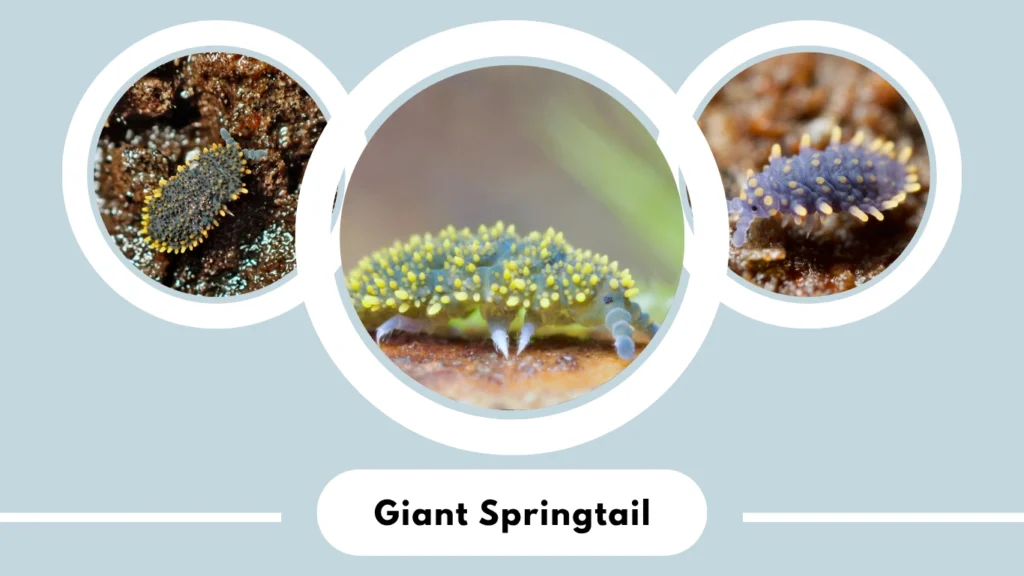 Giant Springtail
