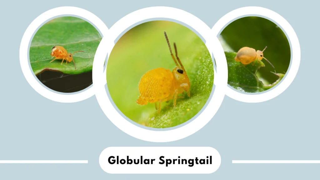 Globular Springtail (Dicyrtomina minuta)