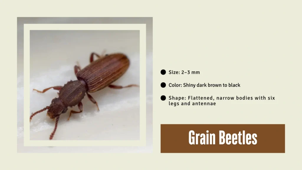 Grain Beetles